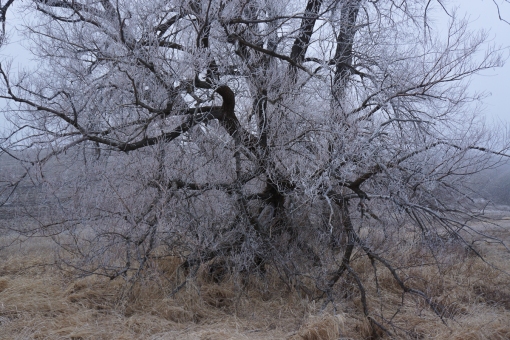 Cottonwood in fog, January 20, 2014
