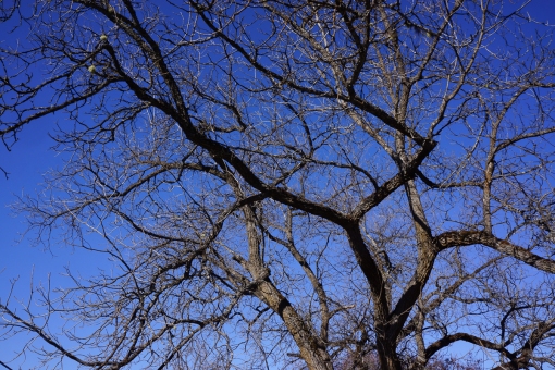 Walnut tree, March 23, 2014